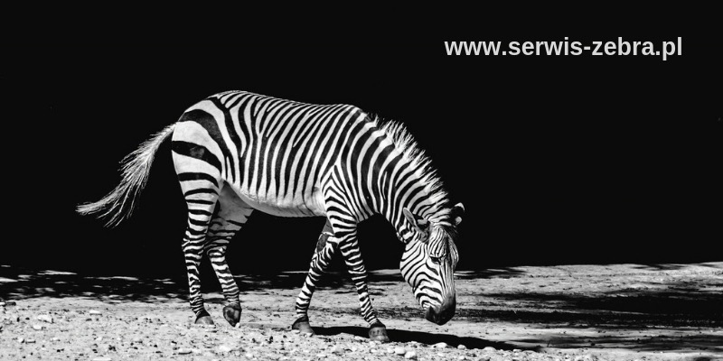 Gdzie naprawić drukarki Zebra wycofane z produkcji?